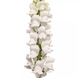 Ротики садові Monaco White Improved New2027 pro-MonacoIvoryWhiteImp-1000 фото 2