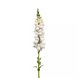 Ротики садові Monaco White Improved New2027 pro-MonacoIvoryWhiteImp-1000 фото 3