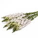 Ротики садові Monaco White Improved New2027 pro-MonacoIvoryWhiteImp-1000 фото 1