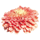 Циннія Benary's Giant Salmon Rose Benary'sGianSalmonRose фото 3