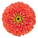 Циннія Benary's Giant Salmon Rose Benary'sGianSalmonRose фото 1