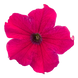 Петуния Success!360 F1 Deep Rose Success!360DeepRose фото 2