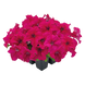 Петуния Success!360 F1 Deep Rose Success!360DeepRose фото 1