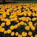Тагетес Taishan F1 Gold TaishanGold фото 3