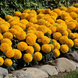 Тагетес Taishan F1 Gold TaishanGold фото 2
