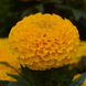 Тагетес Taishan F1 Gold TaishanGold фото 1