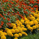 Тагетес Taishan F1 Gold TaishanGold фото 4