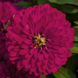 Циннiя Zydeco Cherry pro-ZydecoCherry-1000 фото 1