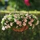 Винка Mediterranean XP Peach mediterraneanp-10 фото 1