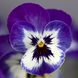 Віола Freefall XL F1 Blue Picotee Shades pro-FreefallXLBluePicoteeShades-1000seed фото 1