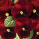 Вiола Inspire Plus F1 Red Blotch pro-InspirePlusRedBl-500 фото 3