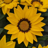 Газания New Day F1 Yellow NewDayYellow фото