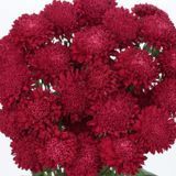 Астра Bonita Scarlet BonitaScarlet фото