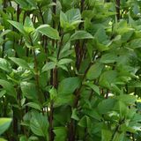 Базилік Everleaf Thai Towers pro-ThaiTowers-1000 фото