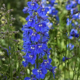 Дельфініум Blue Donna pro-BlueDonna-1000 фото