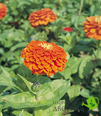 Циннія Benary's Giant Orange pro-Benary'sGiantOrange-500 фото