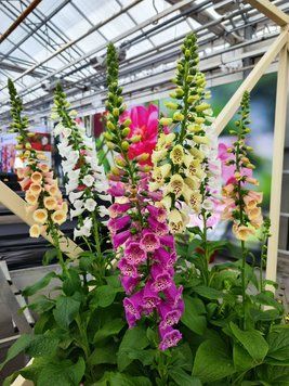 Наперстянка DiBella Mix New2027 pro-DiBellaMix-1000Seed фото