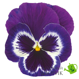 Виола Inspire Plus F1 Violet Face InspirePlusVioletFace фото