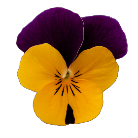 Віола Admire F1 Apricot Purple Wing  pro-AdmireApricotPurpleWing-1000 фото
