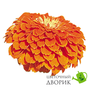 Циннія Benary's Giant Orange pro-Benary'sGiantOrange-500 фото