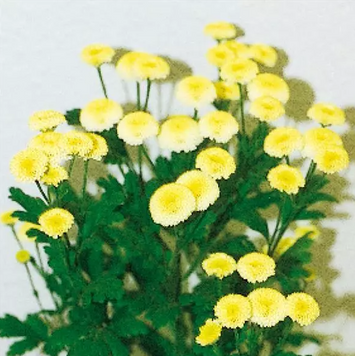 Ромашка садова Vegmo Yellow pro-romsadvegyel-100 фото