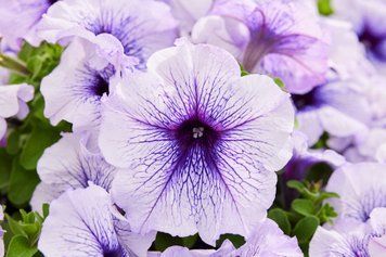 Петунія Mambo Silver Blue  pro-mambosilverblue-1000dr фото
