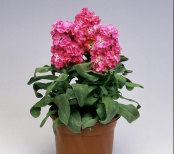 Маттиола Cinderella Hot Pink pro-CinderellaHotPink-1000 фото