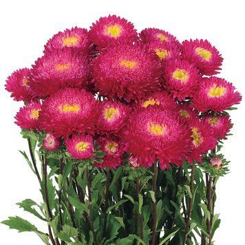 Астра Azumi XL Rose  pro-AzumiXLRose-1000 фото