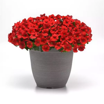 Петунiя Shock Wave F1 Red imp pro-ShockWaveRed-100 фото