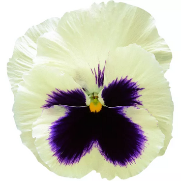 Виола Colossus F1 White with Blotch pro-ColossusWwB-1000 фото