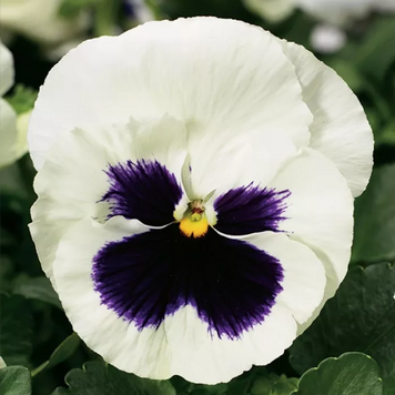 Вiола Colossus F1 White with Blotch pro-ColossusWwB-1000 фото