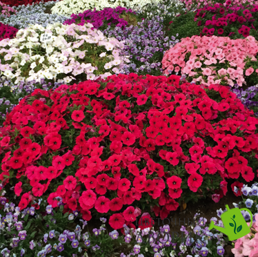 Петунія Success! TR F1 Rose pro-petsuctrf1ros-500 фото