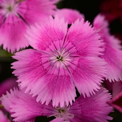 Гвоздика Floral Lace Lilac pro-gvoflolaclil-1000 фото
