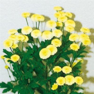 Ромашка садова Vegmo Yellow pro-romsadvegyel-1000 фото