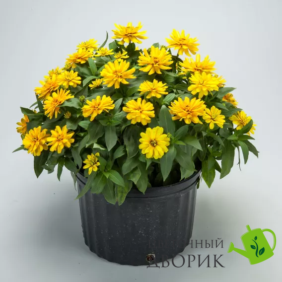 Циннiя Zydeco Deep Yellow pro-ZydecoDeepYellow-1000 фото