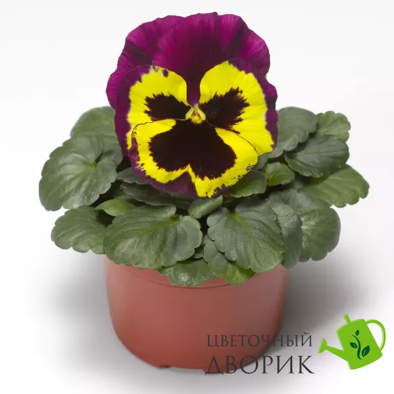Вiола Delta Speedy F1 Yellow and Purple pro-DeltaSpeedyYelaPur-1000 фото