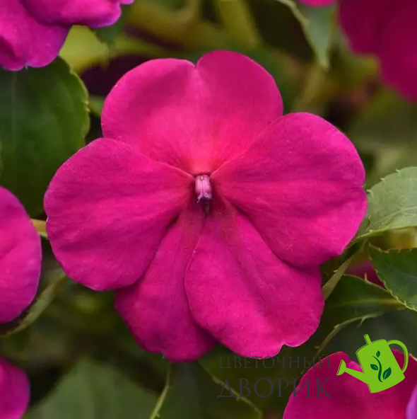 Бальзамин Beacon Violet Shades pro-balbeaviosha-1000 фото