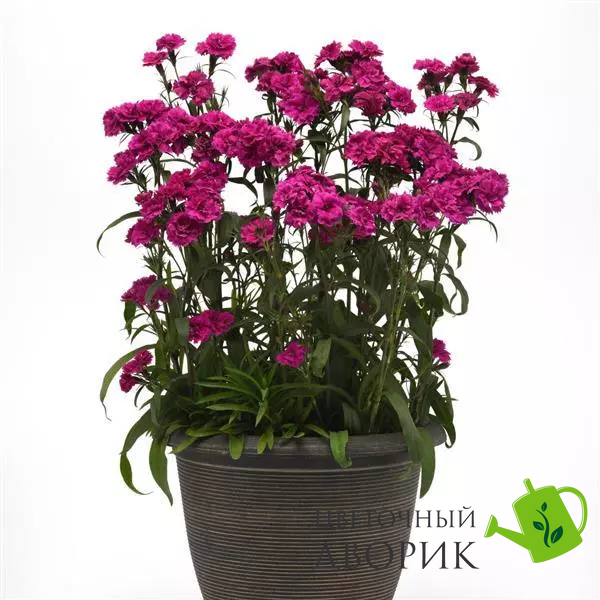 Гвоздика Dynasty Orchid DynastyOrchid фото