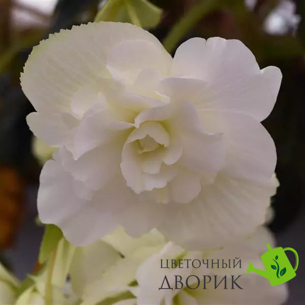 Бегония Sun Dancer White SunDancerWhite фото