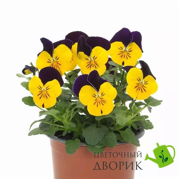 Віола Sorbet XP Yellow Jump Up Imp pro-SorbetXPYellowJumpUpImp-1000 фото