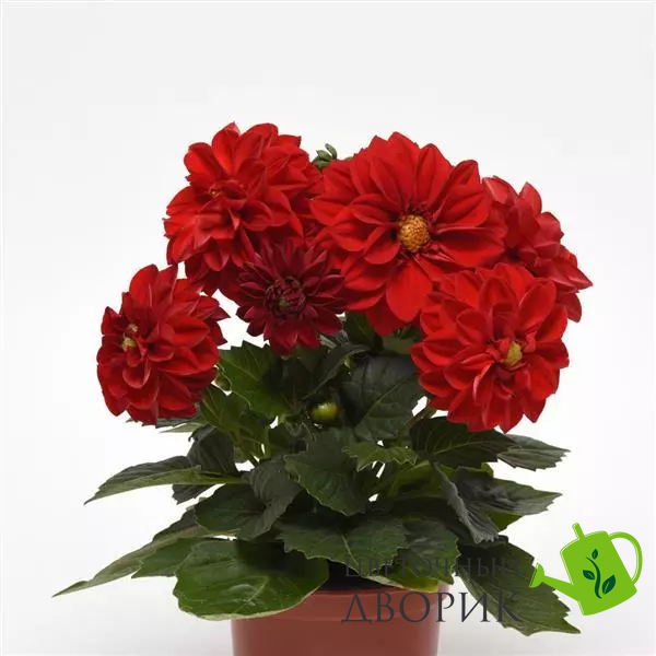 Жоржина Figaro Red Shades FigaroRedShades фото