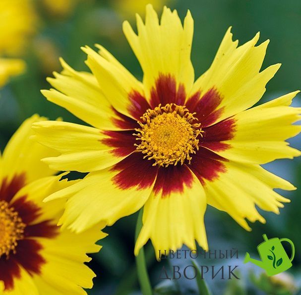 Кореопсис MakeUP F1 Yellow Red Eye pro-MakeUP-1000 фото