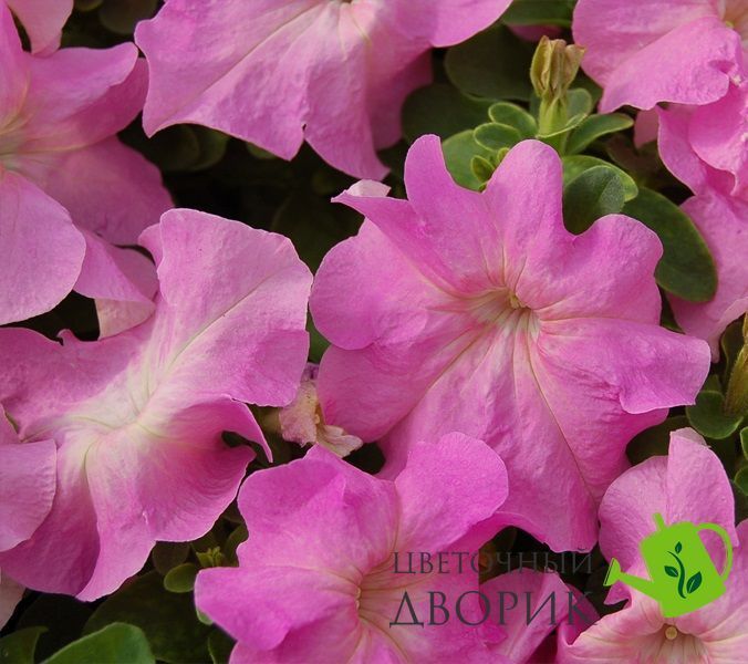 Петуния Limbo F1 Sweet Pink pro-LimboSwPink-1000dr фото