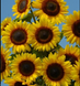 Соняшник Full Sun imp pro-FullSun-1000 фото 3
