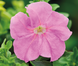 Петуния Limbo F1 Sweet Pink pro-LimboSwPink-1000dr фото 1