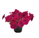 Петунія Success! TR F1 Rose pro-petsuctrf1ros-500 фото 1