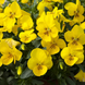 Віола Freefall XL F1 Bright Yellow pro-FreefallXLBrightYellow-1000seed фото 1