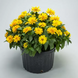 Циннiя Zydeco Deep Yellow pro-ZydecoDeepYellow-1000 фото 2
