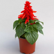 Сальвия Mojave Red pro-MojaveRed-1000 фото 1