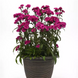 Гвоздика Dynasty Orchid DynastyOrchid фото 2